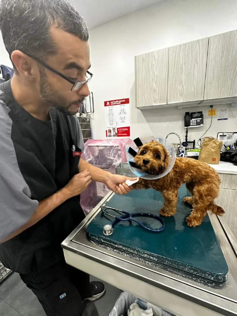 Brooklyn Pet Urgent Care Veterinarian Clinic