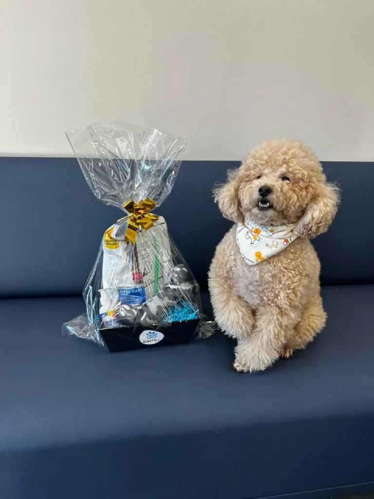 Brooklyn Pet House Calls Veterinarian Clinic