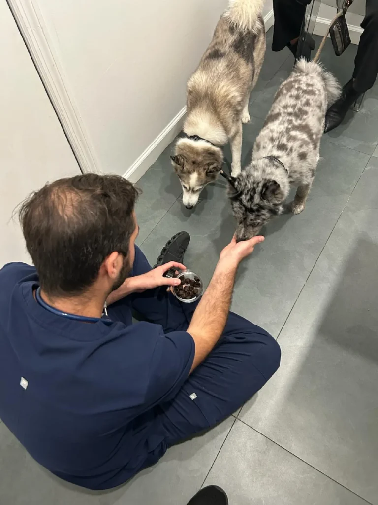 Brooklyn Pet Nutrition Counseling Veterinarian Clinic