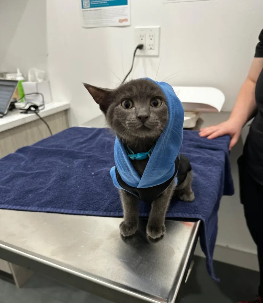Brooklyn Pet Kitten Visits Veterinarian Clinic